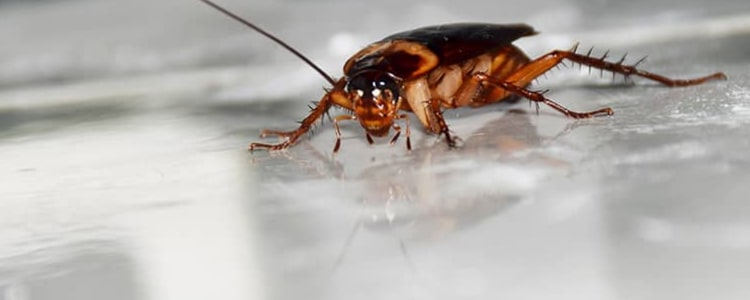 cockroach control bondi